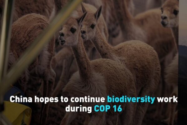 China_continu_a_esfuerzos_por_la_biodiversidad_en_la_COP16_en_Colombia__ video poster
