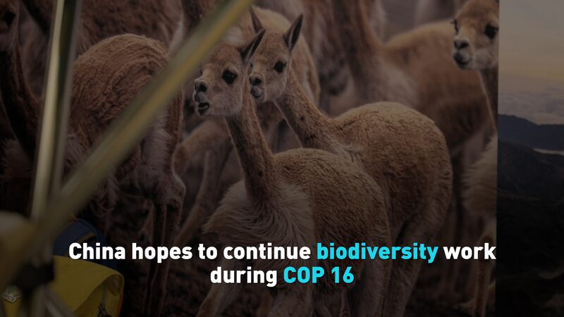 China_continu_a_esfuerzos_por_la_biodiversidad_en_la_COP16_en_Colombia__ video poster