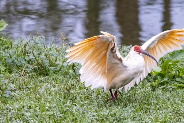 China da un paso adelante para salvar la biodiversidad global 🌎🌿 China_da_un_paso_adelante_para_salvar_la_biodiversidad_global___