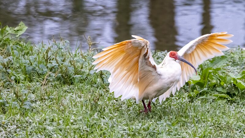China_da_un_paso_adelante_para_salvar_la_biodiversidad_global___