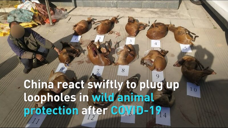 China_endurece_leyes_de_proteccio_n_de_animales_salvajes_tras_el_brote_de_COVID_19___ video poster