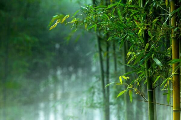 China impulsa el bambú como sustituto ecológico del plástico 🌿 China_impulsa_el_bambu__como_sustituto_ecolo_gico_del_pla_stico__