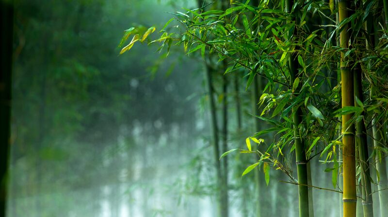 China_impulsa_el_bambu__como_sustituto_ecolo_gico_del_pla_stico__