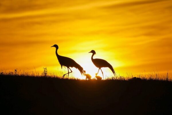 China_intensifica_esfuerzos_para_proteger_las_rutas_migratorias_de_las_aves_para_2030