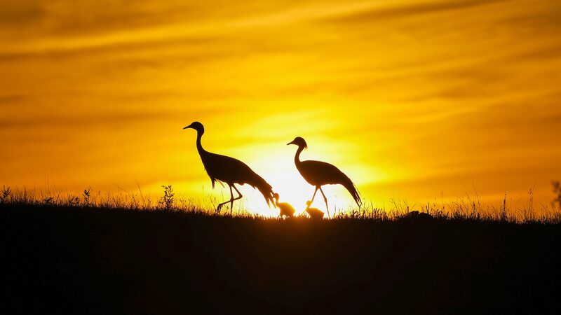 China_intensifica_esfuerzos_para_proteger_las_rutas_migratorias_de_las_aves_para_2030