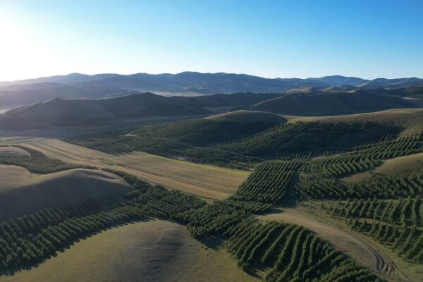 China_invierte__1_7_mil_millones_para_impulsar_un_enorme_proyecto_forestal__