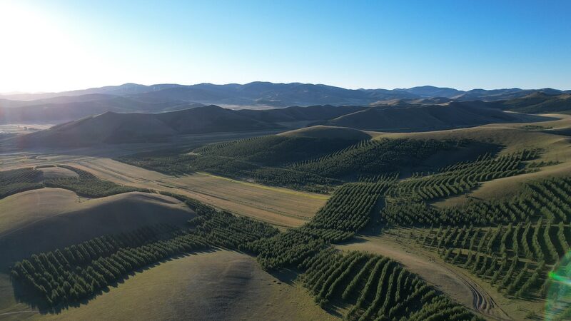 China_invierte__1_7_mil_millones_para_impulsar_un_enorme_proyecto_forestal__