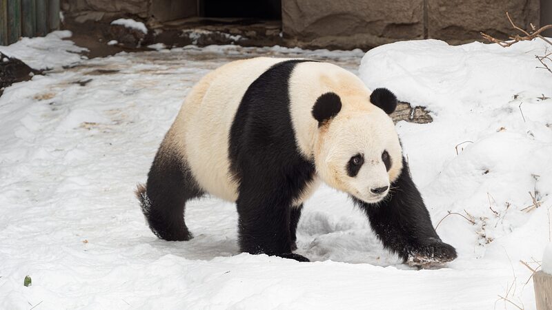 _China_lanza_nueva_ronda_de_cooperacio_n_para_salvar_a_los_pandas_gigantes___
