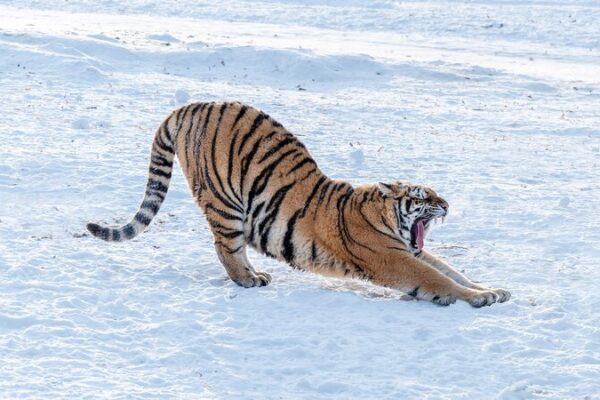 China_lanza_nuevo_centro_para_proteger_tigres_y_leopardos___