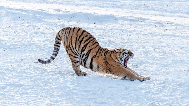 China_lanza_nuevo_centro_para_proteger_tigres_y_leopardos___