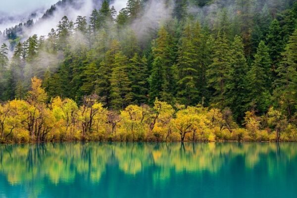 China lidera el mundo en capacidad de sumideros de carbono en bosques y pastizales 🌳🌍 China_lidera_el_mundo_en_capacidad_de_sumideros_de_carbono_en_bosques_y_pastizales___