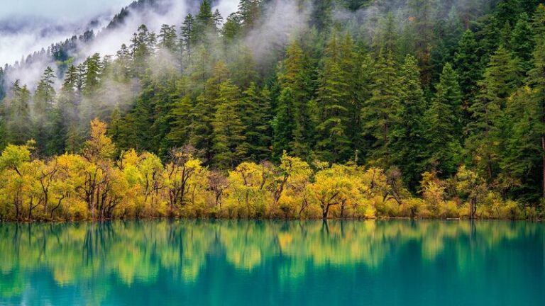 China_lidera_el_mundo_en_capacidad_de_sumideros_de_carbono_en_bosques_y_pastizales___