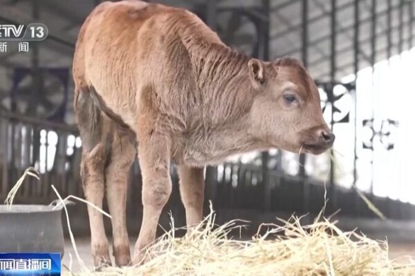 _China_logra_clonar_por_primera_vez_vacas_Xizang_en_peligro_de_extincio_n_