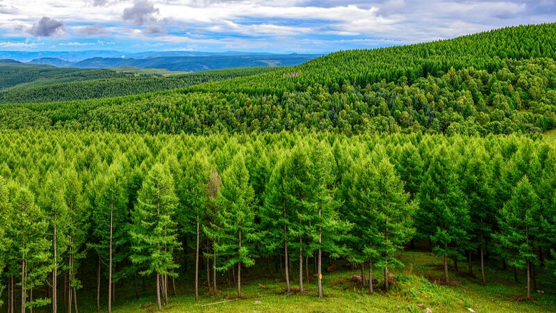 China_planea_reverdecer_6_7_millones_de_hecta_reas_en_2024__