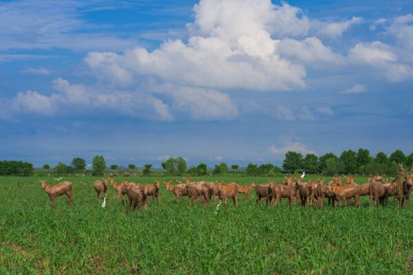 China_presenta_proyecto_de_ley_para_parques_nacionales