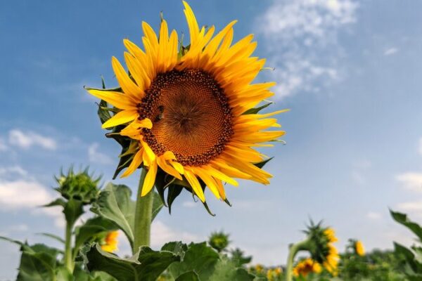 China registra el otoño más cálido de su historia: ¡Las temperaturas se disparan 🌡️! China_registra_el_oton_o_ma_s_ca_lido_de_su_historia___Las_temperaturas_se_disparan____