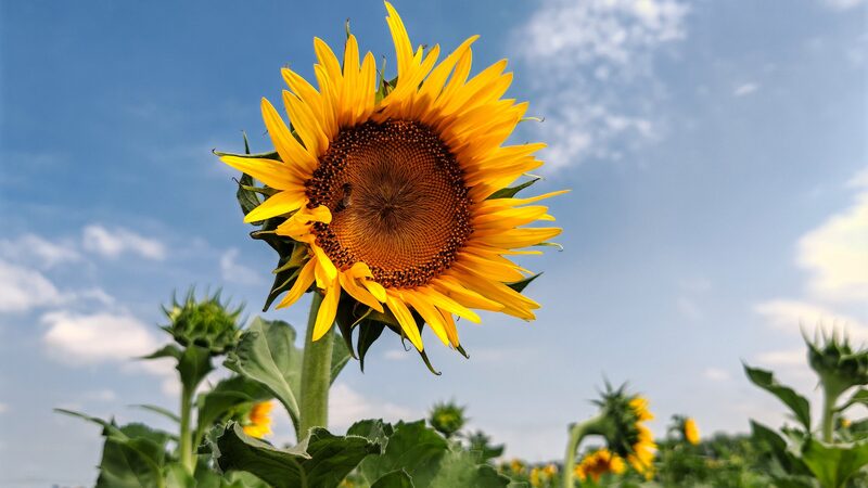China_registra_el_oton_o_ma_s_ca_lido_de_su_historia___Las_temperaturas_se_disparan____