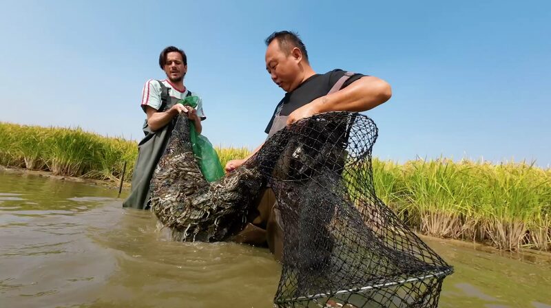 _China_reinventa_la_cocina__cangrejos_cultivados_en_arrozales_ video poster