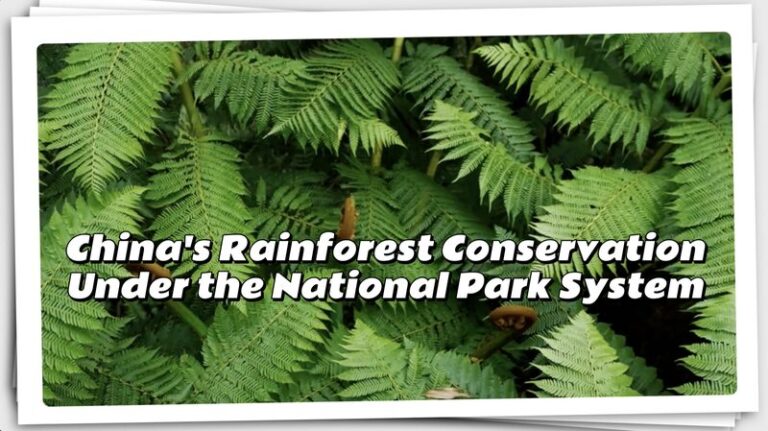 China_se_prepara_para_crear_el_sistema_de_parques_nacionales_ma_s_grande_del_mundo__ video poster