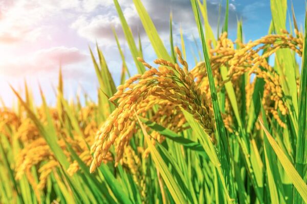 China_se_propone_impulsar_la_produccio_n_de_granos_para_2030___