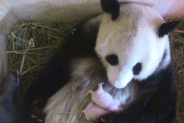 China_y_Austria_se_unen_en_una_nueva_colaboracio_n_de_pandas_gigantes