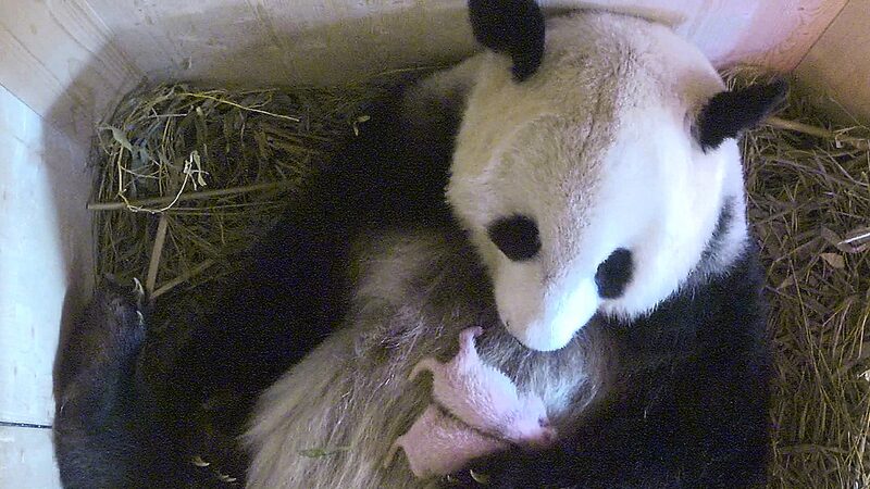 China_y_Austria_se_unen_en_una_nueva_colaboracio_n_de_pandas_gigantes