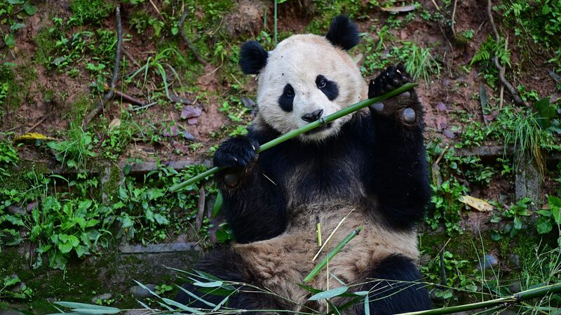 China_y_EE_UU__inician_nueva_cooperacio_n_en_la_proteccio_n_de_pandas__