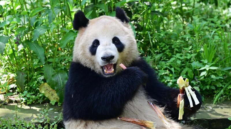 China_y_EE_UU__se_unen_para_salvar_a_los_pandas_gigantes_en_un_nuevo_acuerdo_de_10_an_os__
