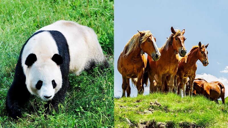 China_y_Francia_se_unen_para_proteger_parques_nacionales_y_biodiversidad___