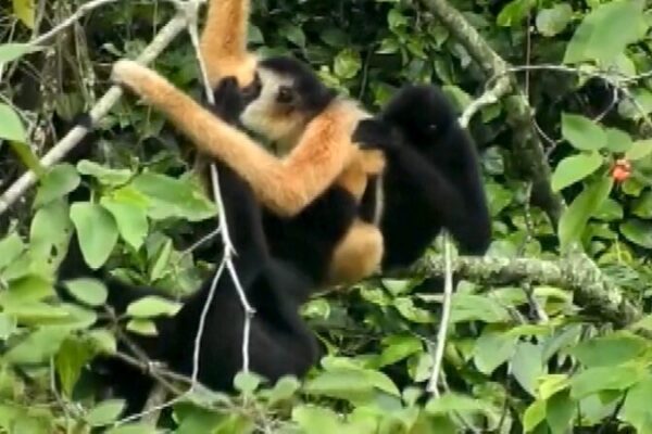 China y Vietnam unen fuerzas para proteger a los gibones en peligro de extinción 🐒🌿 China_y_Vietnam_unen_fuerzas_para_proteger_a_los_gibones_en_peligro_de_extincio_n___