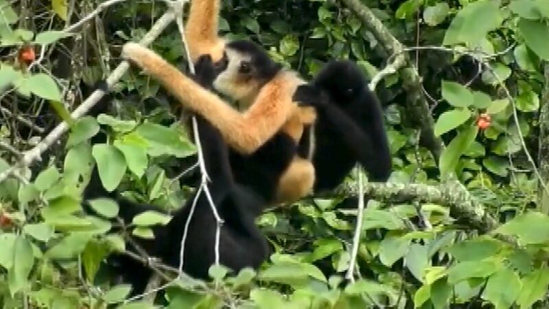 China_y_Vietnam_unen_fuerzas_para_proteger_a_los_gibones_en_peligro_de_extincio_n___