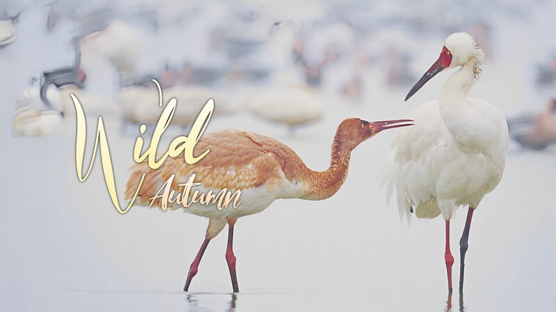 __Choque_en_el_Lago_Poyang___Un_Joven_Grulla_se_Enfrenta_a_los_Cisnes_ video poster