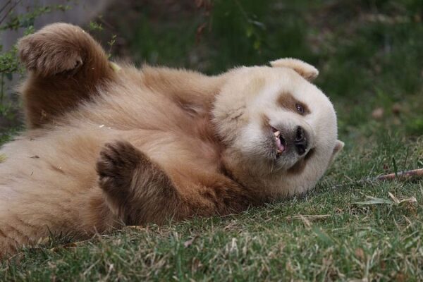 CientĂficos Descubren el Gen Detrás de los Raros Pandas Marrones Cienti_ficos_Descubren_el_Gen_Detra_s_de_los_Raros_Pandas_Marrones
