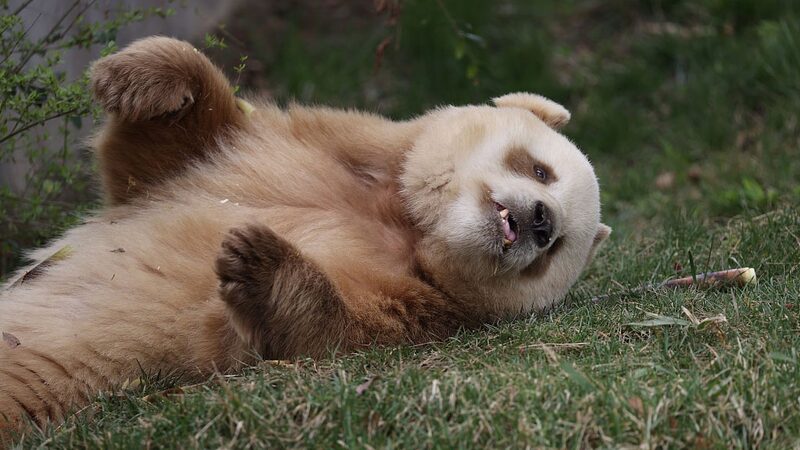 Cienti_ficos_Descubren_el_Gen_Detra_s_de_los_Raros_Pandas_Marrones
