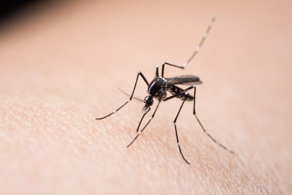 __Cienti_ficos_Presentan_un_Dispositivo_Revolucionario_para_Controlar_Enfermedades_Transmitidas_por_Mosquitos