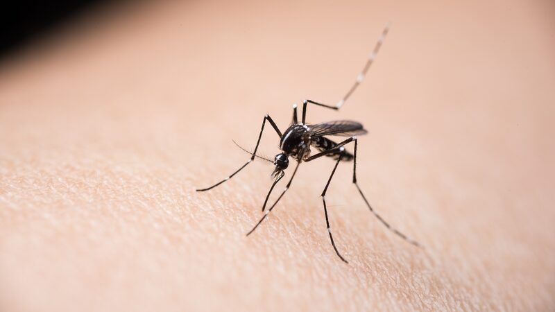__Cienti_ficos_Presentan_un_Dispositivo_Revolucionario_para_Controlar_Enfermedades_Transmitidas_por_Mosquitos
