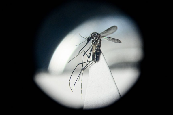 Cienti_ficos_chinos_convierten_mosquitos_en_luchadores_contra_virus_usando_bacterias_intestinales___
