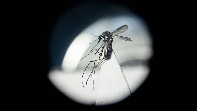 Cienti_ficos_chinos_convierten_mosquitos_en_luchadores_contra_virus_usando_bacterias_intestinales___
