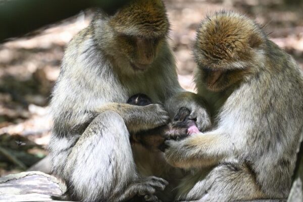 Científicos chinos crean un mapa revolucionario del cerebro del macaco 🧠✨ Cienti_ficos_chinos_crean_un_mapa_revolucionario_del_cerebro_del_macaco___