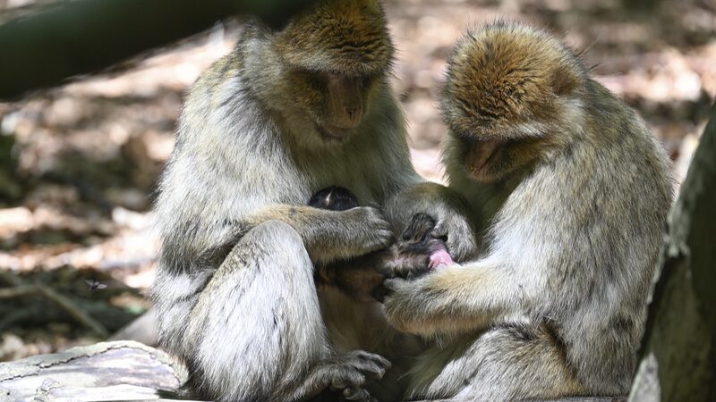 Cienti_ficos_chinos_crean_un_mapa_revolucionario_del_cerebro_del_macaco___
