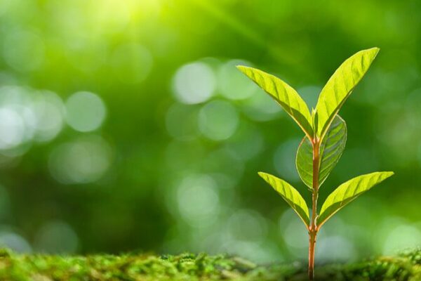 Científicos chinos descifran el ‘grito de auxilio’ de las plantas contra enfermedades Cienti_ficos_chinos_descifran_el__grito_de_auxilio__de_las_plantas_contra_enfermedades