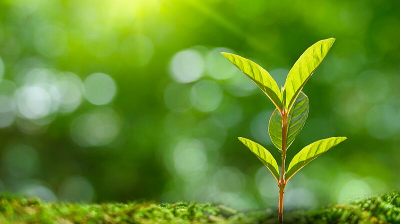 Cienti_ficos_chinos_descifran_el__grito_de_auxilio__de_las_plantas_contra_enfermedades