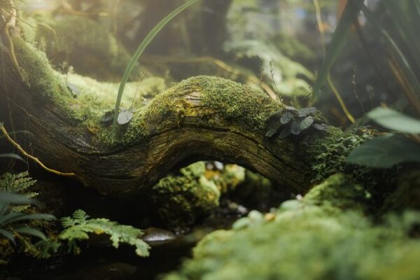 CientĂficos chinos descubren cĂłmo la biodiversidad forestal duplica el almacenamiento de carbono Cienti_ficos_chinos_descubren_co_mo_la_biodiversidad_forestal_duplica_el_almacenamiento_de_carbono