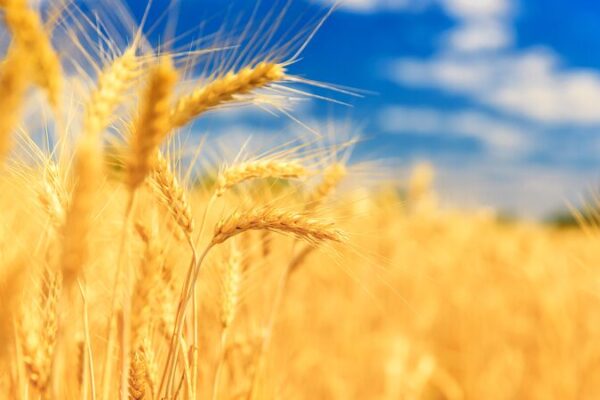 Científicos chinos descubren gen que aumenta los rendimientos del trigo hasta en un 9% 🌾🚀 Cienti_ficos_chinos_descubren_gen_que_aumenta_los_rendimientos_del_trigo_hasta_en_un_9____