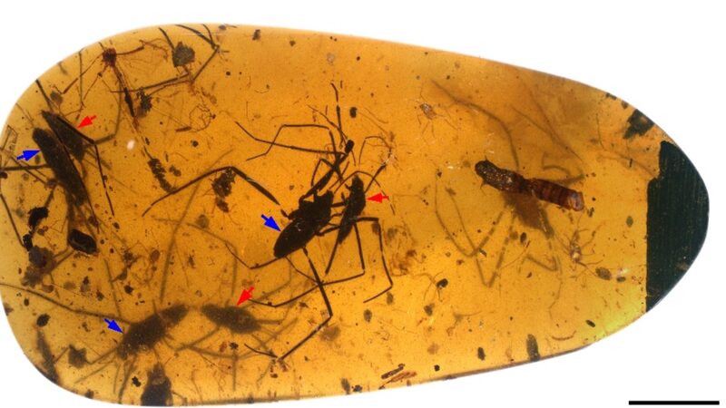 Cienti_ficos_chinos_descubren_insectos_antiguos_en_pleno_abrazo__