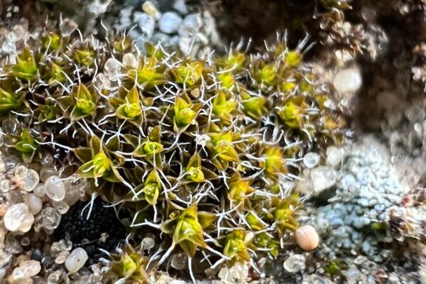 Científicos chinos descubren musgo que podría convertir Marte en un planeta verde 🌱🚀 Cienti_ficos_chinos_descubren_musgo_que_podri_a_convertir_Marte_en_un_planeta_verde___