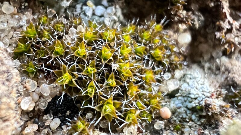 Cienti_ficos_chinos_descubren_musgo_que_podri_a_convertir_Marte_en_un_planeta_verde___
