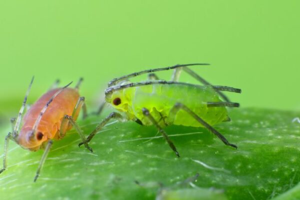 Cienti_ficos_chinos_descubren_secretos_del_olfato_de_los_insectos_para_pesticidas_ecolo_gicos___