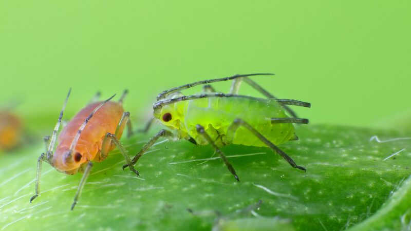 Cienti_ficos_chinos_descubren_secretos_del_olfato_de_los_insectos_para_pesticidas_ecolo_gicos___