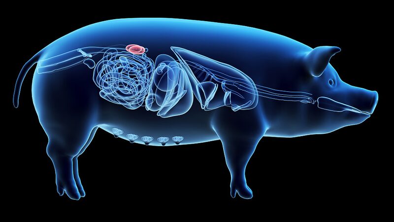 Cienti_ficos_chinos_logran_un_avance_con_el_trasplante_de_un_rin_o_n_de_cerdo_modificado_gene_ticamente